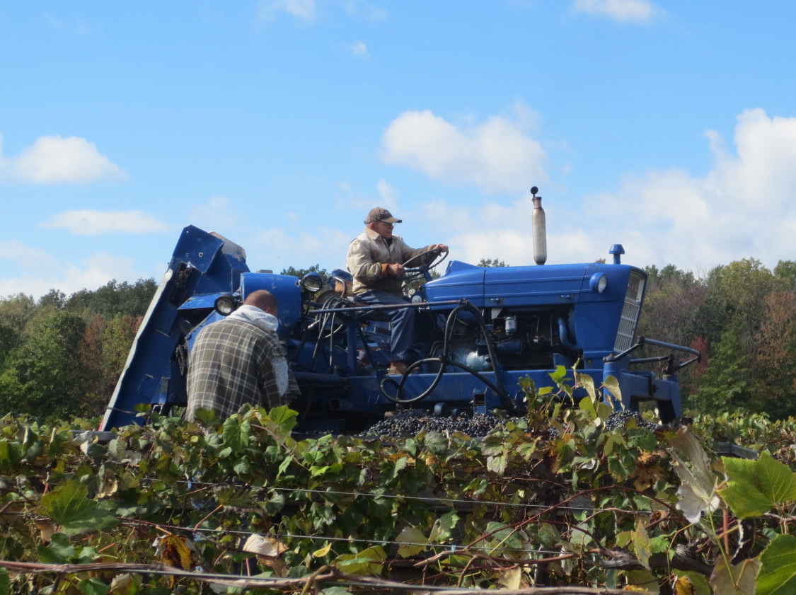 Allan Klingshirn driving the mechanical grape harvester.