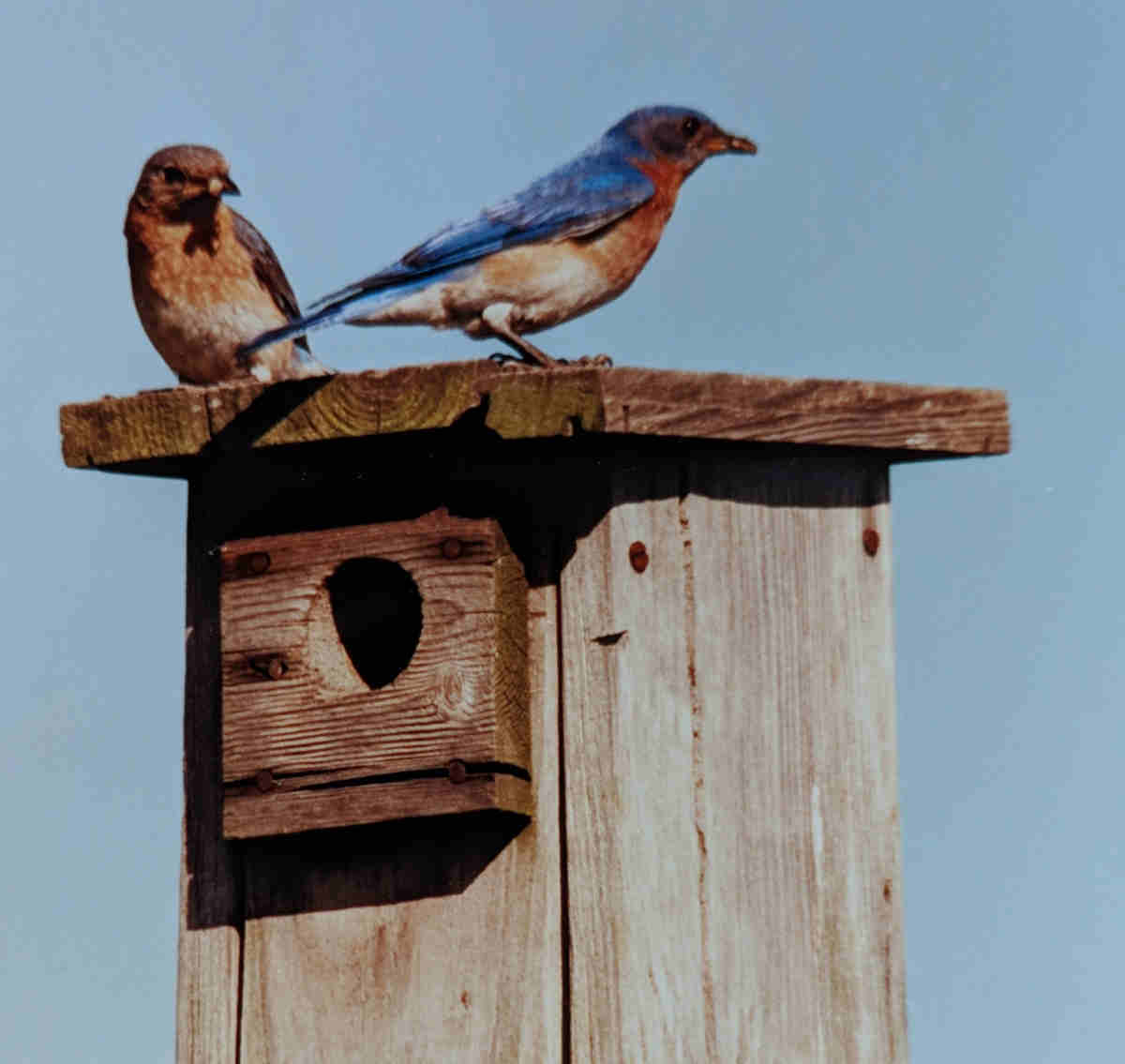 Blue birds on a birdhouse in the vineyard 