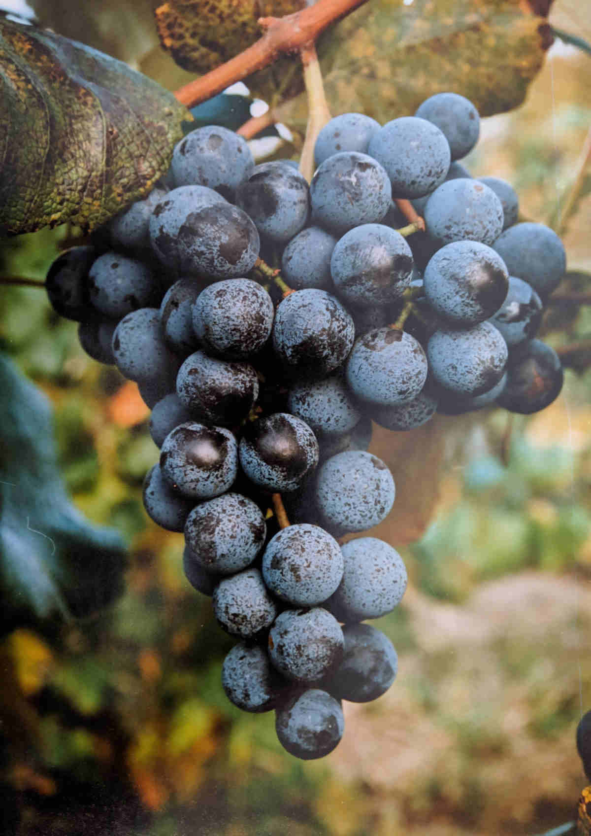 A Concord grape bunch