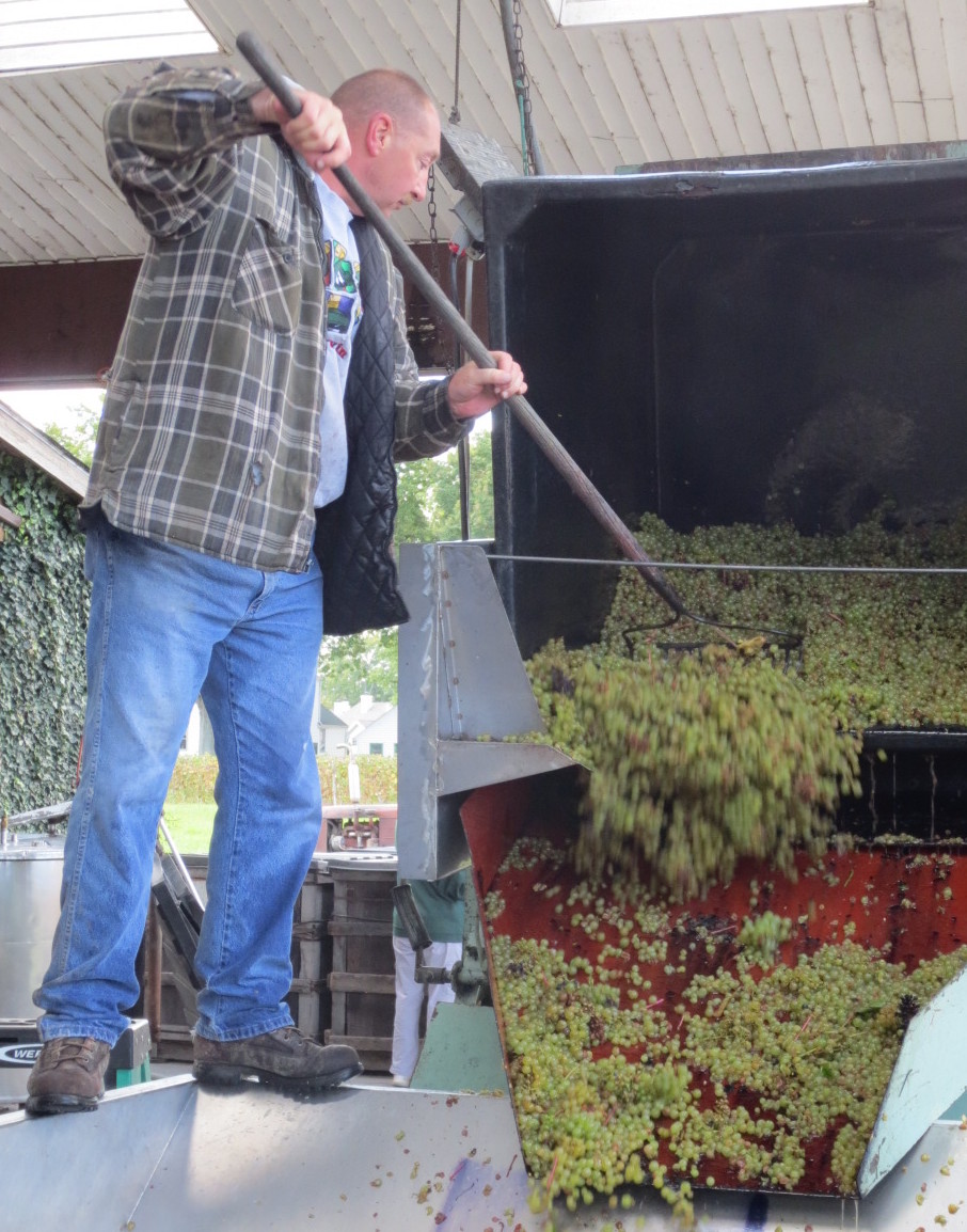 Pushing grapes into a crusher-stemmer