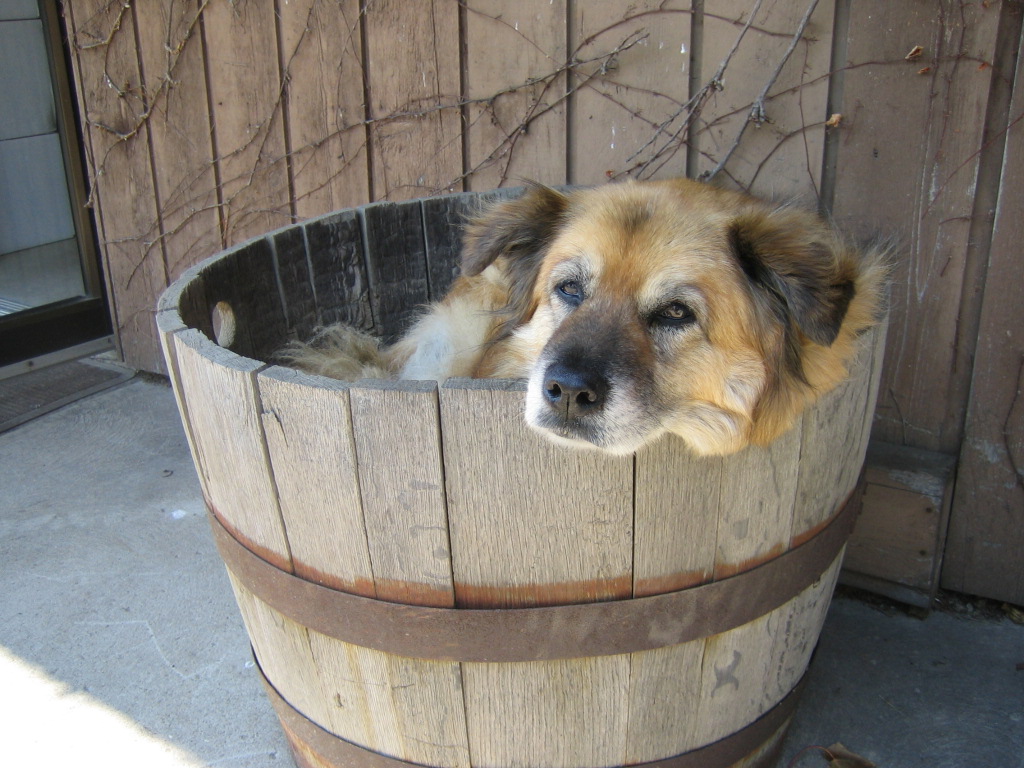Lees dog Karma, nestled in a wine barrel