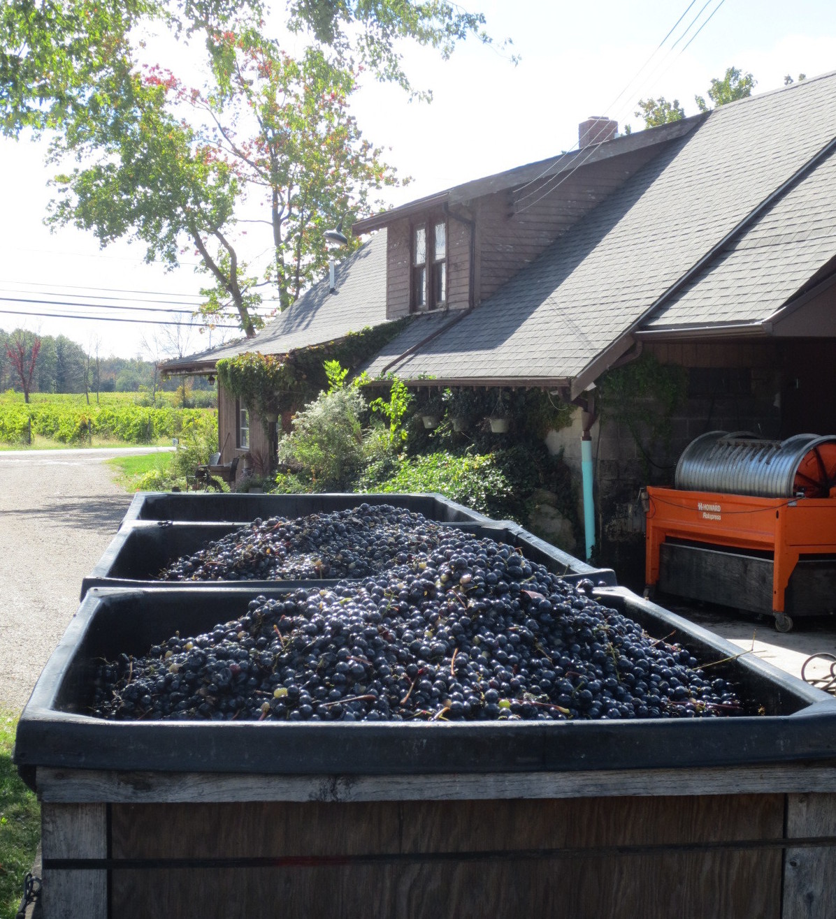 Grape Bins and grapes in front of the present winery